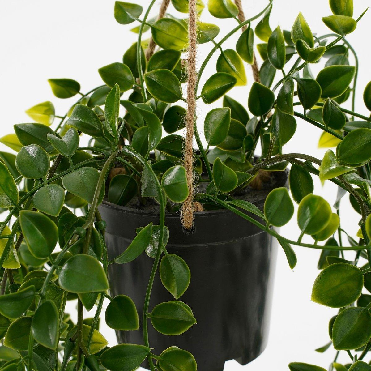 Künstliche Ficus-Hängepflanze im Topf – H46 x Ø20 cm – Grün - Vitalia Bloom
