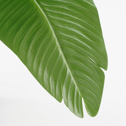 Künstliche Pflanzenbananenbaum - H120 x Ø30 - Grün