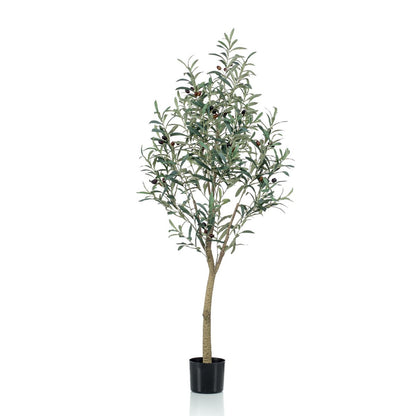 Art Olivenbaum - Olea Europaea - Olivenbaum - 140 cm