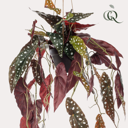 KUNSTPLANT - Begonia maculata - Stippenbegonia - 80 cm