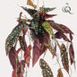 KUNSTPLANT - Begonia maculata - Stippenbegonia - 80 cm